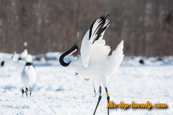 Red crowned Crane